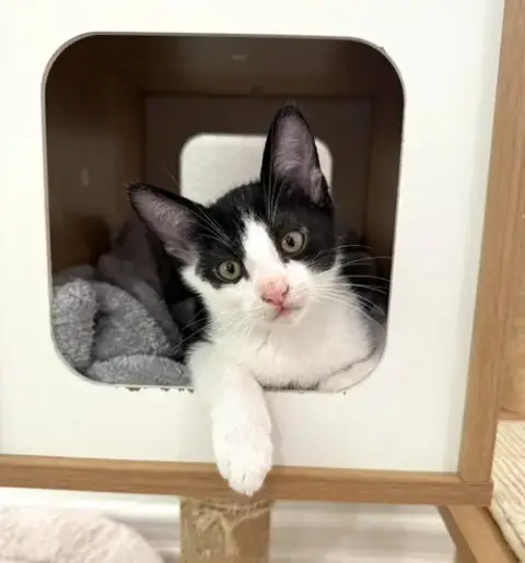 Kitten Simon photo 2