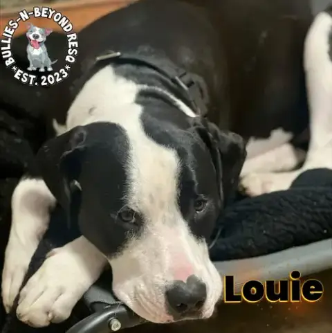 Louie photo 4