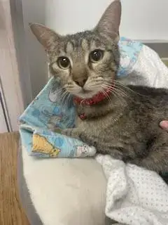 Mia