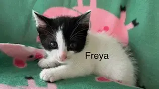 Freya photo 2