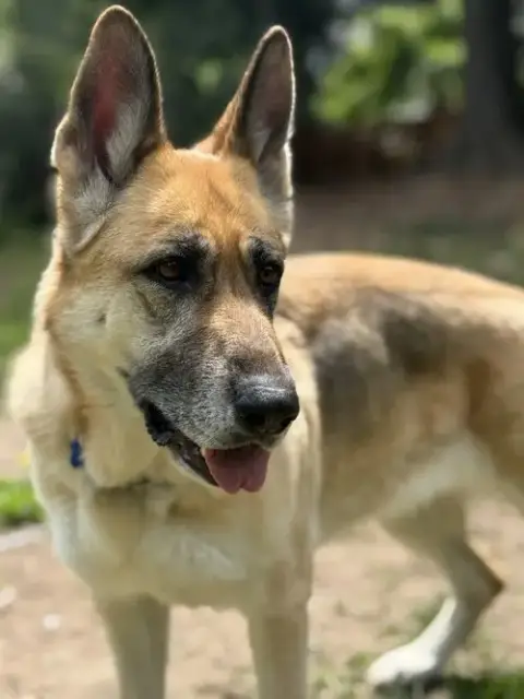 Zoey photo 3