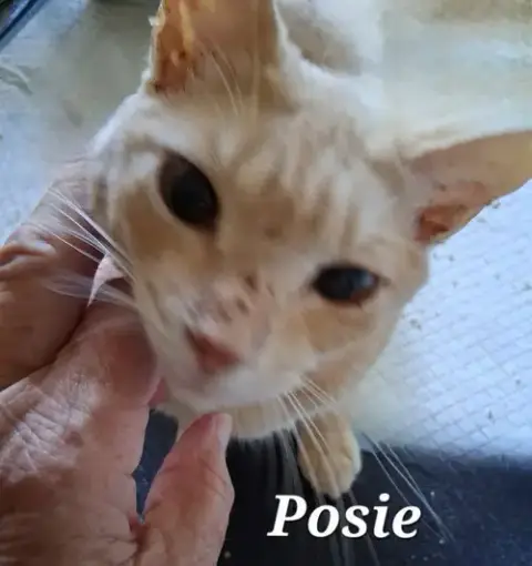 Posie photo 2