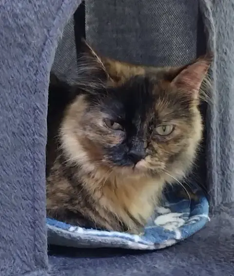 Nova * In Foster *
