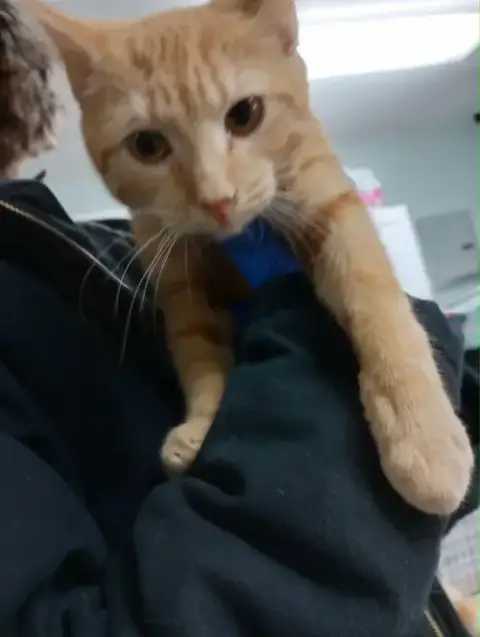 Kitties!