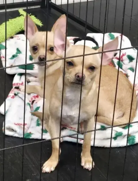 Tilly photo 2
