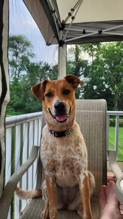 Pierogi