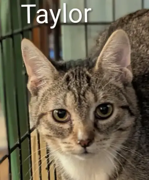 Taylor photo 2