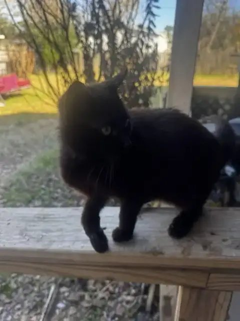 Panther photo 5