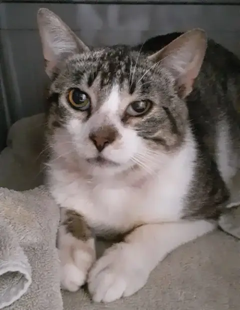 Louie photo 4