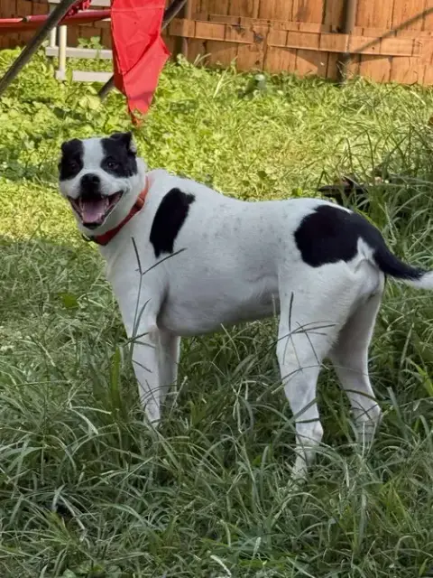 Piper photo 2