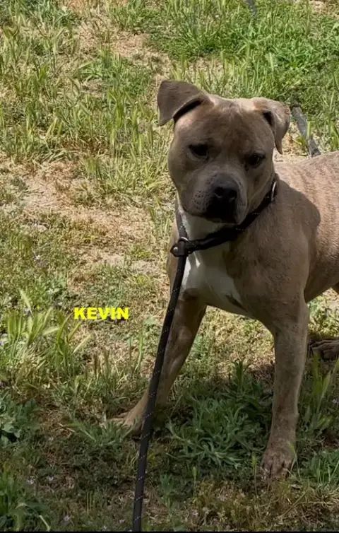 Kevin photo 4