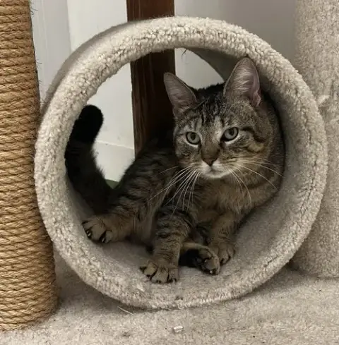 Stewart