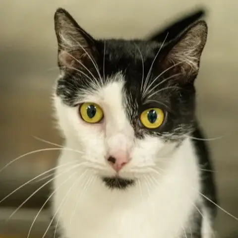 Dottie