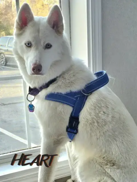 Asta photo 3