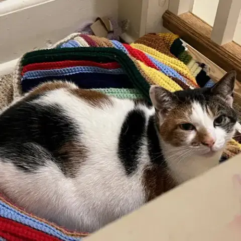 Patches photo 2