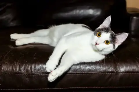 Kitten Gaston photo 4