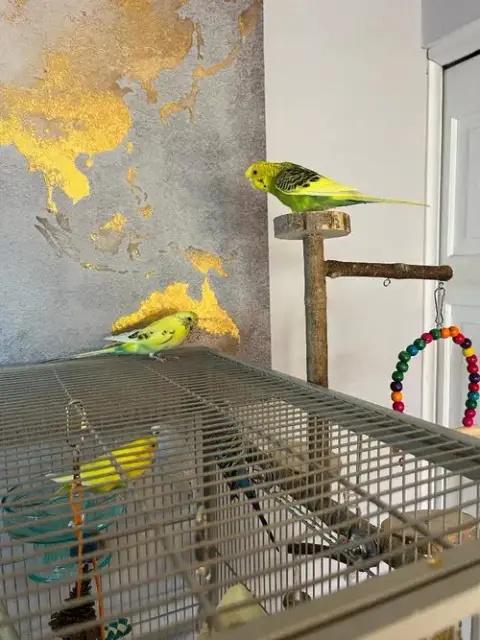 Rita Coco Bleu Kiwi Budge photo 4