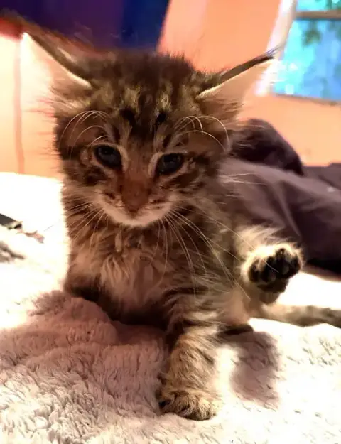 Kitten Mel photo 4