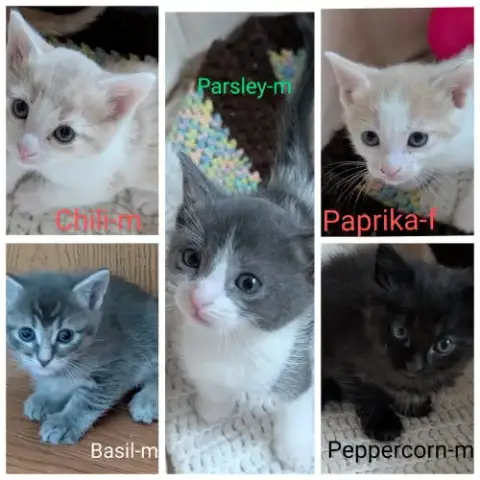 Paprika photo 3
