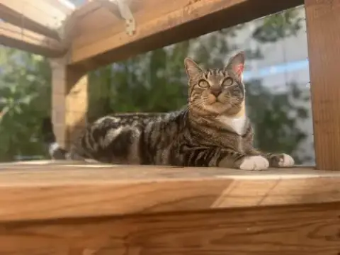 Basil