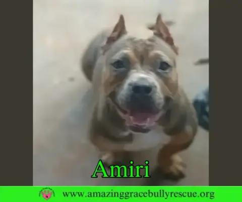 Amiri photo 2