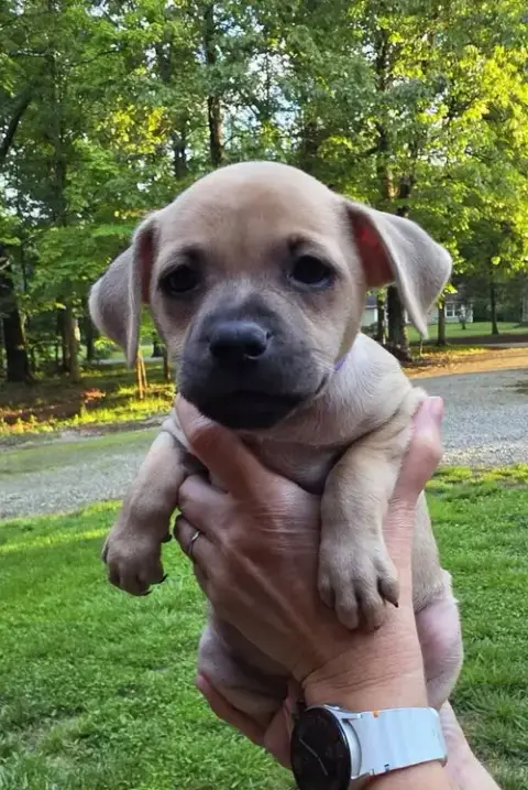 Peanuts Pups photo 2