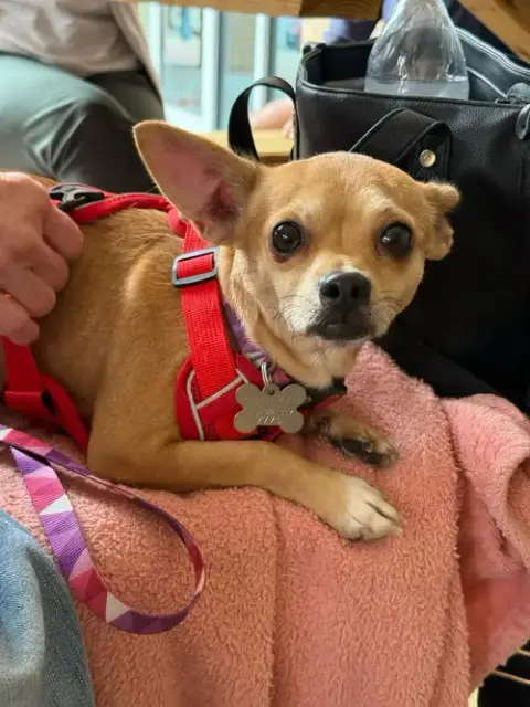 Chiquita
