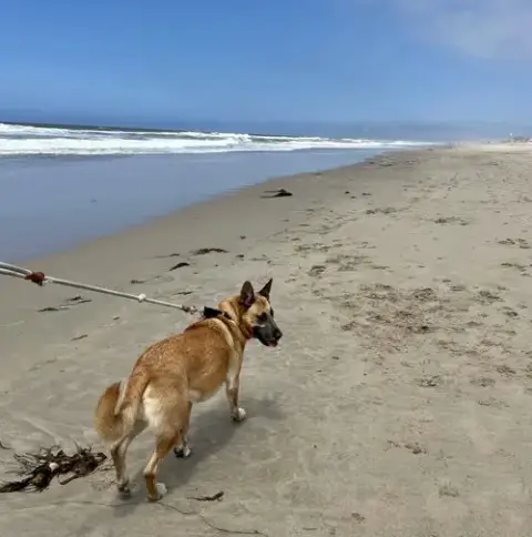Grizzly photo 4