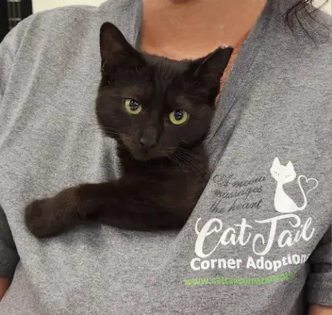 Cats/Kittens-Altamonte Springs Location