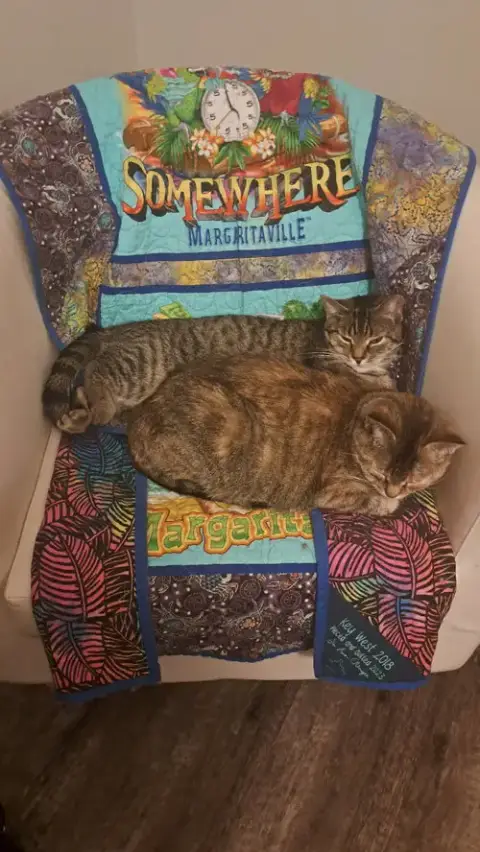 Cat photo 4