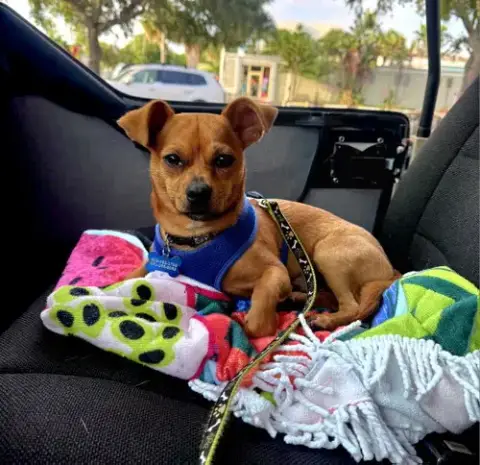 Nacho
