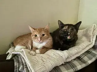 Rocket & Juniper