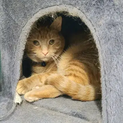 6985