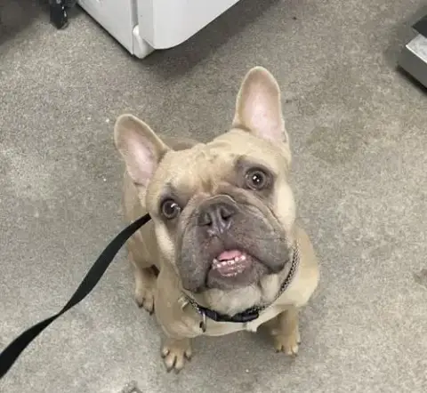 (Rescue Only) Uzi