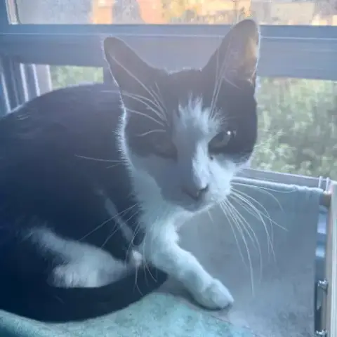 Lil' Sir photo 5