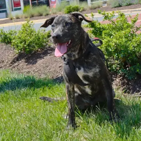 Logan'S Pup Jacques