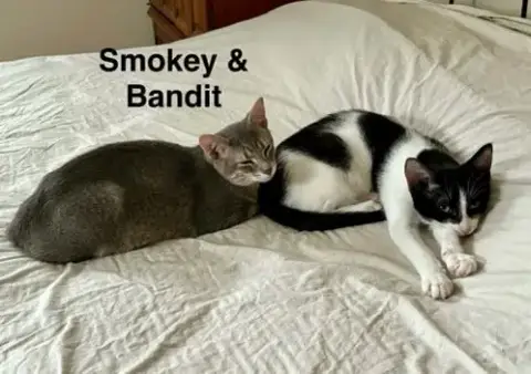 Bandit