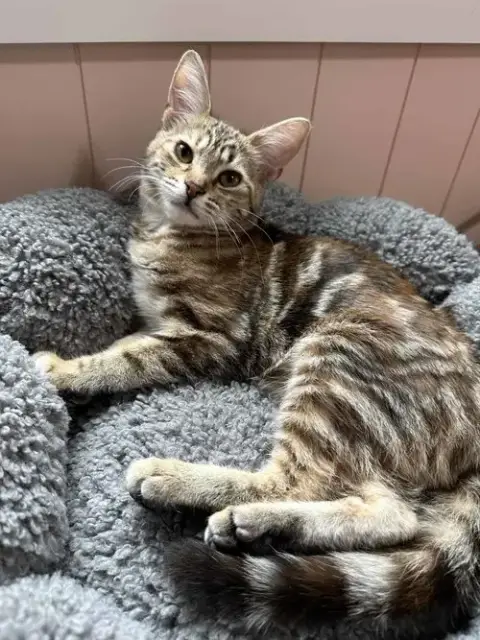 Twinkle