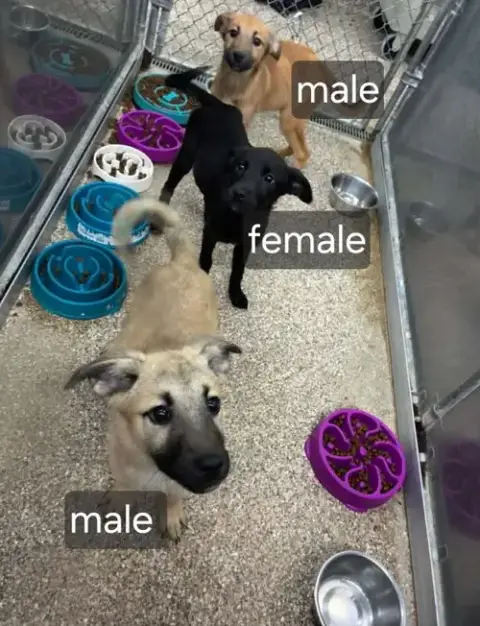 Black Lab Shep.Mix Pups