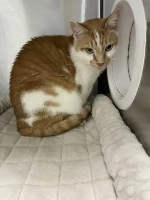 Enzo