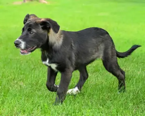 Puppy Joy Girl photo 4