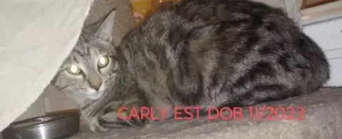 Carly