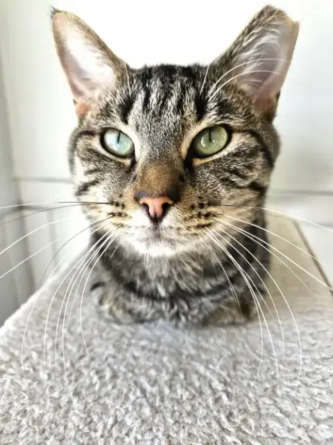 Flynn photo 2