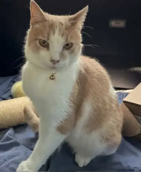Moochie