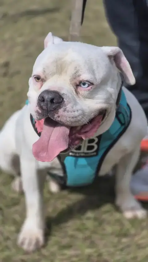 Jasper -Training Camp