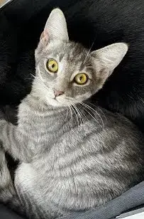 Kitkat