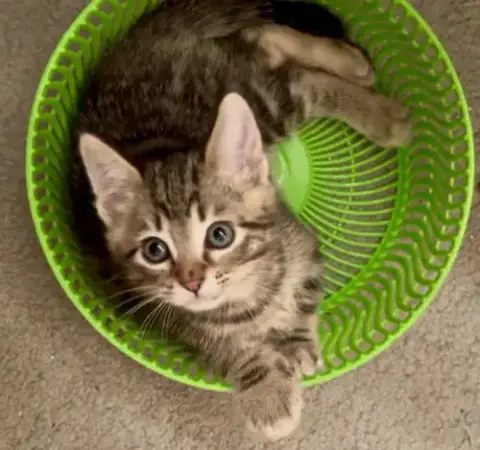Endless Summer Kittens #2 photo 3