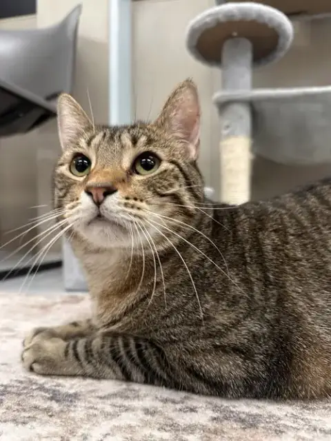 Parsley