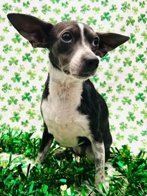 Angel Rat Terrier photo 3