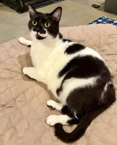 Mr. Kiki photo 4
